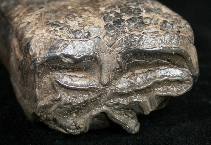 Pleistocene Aged Fossil Horse Tooth - Florida #10291